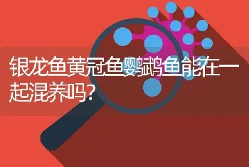 银龙鱼黄冠鱼鹦鹉鱼能在一起混养吗？