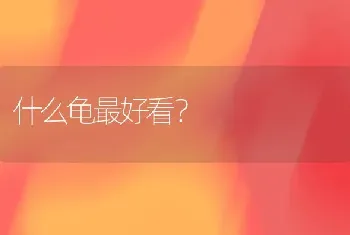 什么龟最好看？