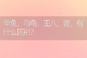 甲鱼，乌龟，王八，鳖，有什么区别？