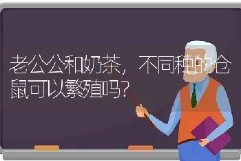 老公公和奶茶，不同种的仓鼠可以繁殖吗？