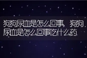 狗狗尿血是怎么回事，狗狗尿血是怎么回事吃什么药