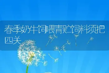 春季奶牛饲喂青贮饲料须把四关