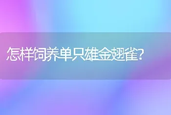 怎样饲养单只雄金翅雀？