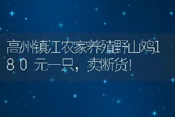 高州镇江农家养殖野山鸡180元一只，卖断货！