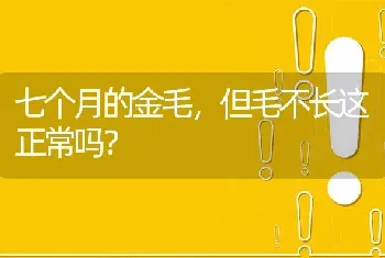 七个月的金毛，但毛不长这正常吗？