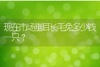 现在市场垂耳长毛兔多少钱一只？