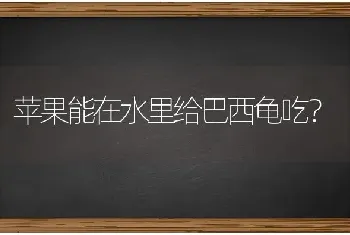 苹果能在水里给巴西龟吃？