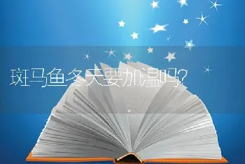 斑马鱼冬天要加温吗？