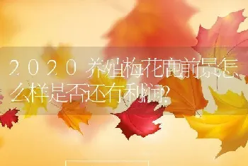 2020养殖梅花鹿前景怎么样是否还有利润？