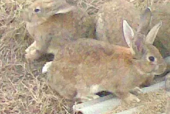 仔野兔饲养管理方法