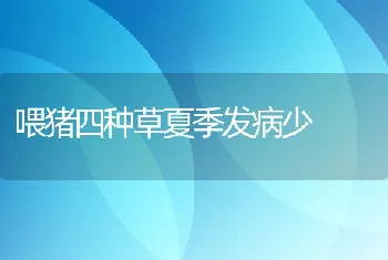 喂猪四种草夏季发病少