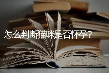 怎么判断猫咪是否怀孕？