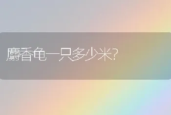 麝香龟一只多少米？