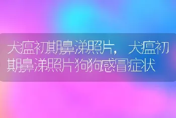 犬瘟初期鼻涕照片，犬瘟初期鼻涕照片狗狗感冒症状