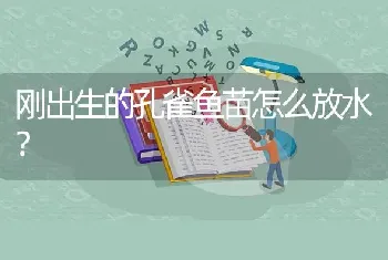 刚出生的孔雀鱼苗怎么放水？