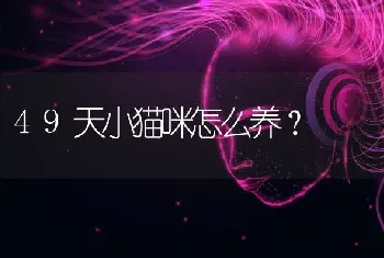 49天小猫咪怎么养？