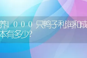 养1000只鸭子利润和成本有多少?