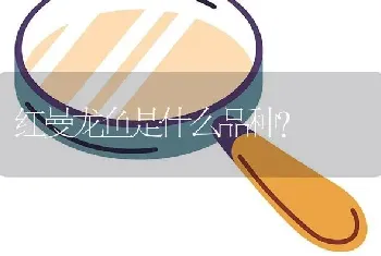 红曼龙鱼是什么品种？