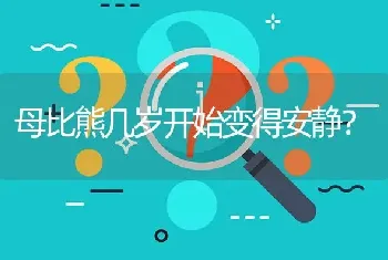 银狐犬和比熊哪个聪明？