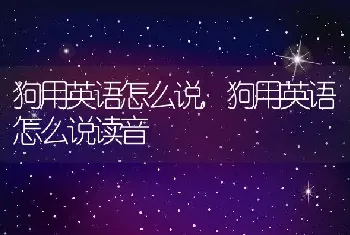 狗用英语怎么说，狗用英语怎么说读音