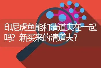 印尼虎鱼能和清道夫在一起吗？新买来的清道夫？