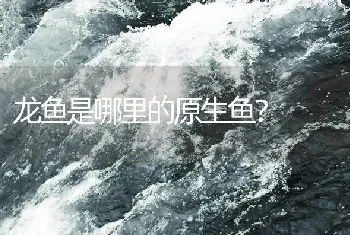 龙鱼是哪里的原生鱼？