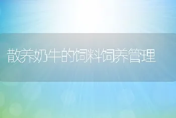 散养奶牛的饲料饲养管理