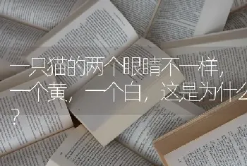 一只猫的两个眼睛不一样，一个黄，一个白，这是为什么？