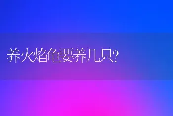 养火焰龟要养几只？