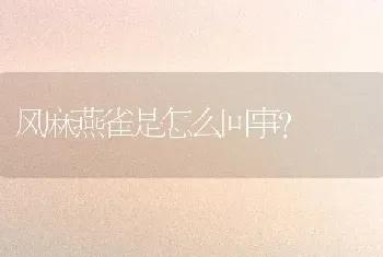 风麻燕雀是怎么回事？