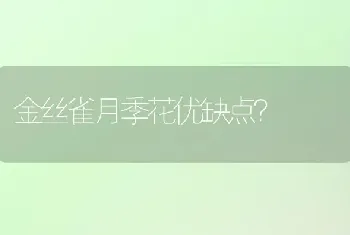 金丝雀月季花优缺点？