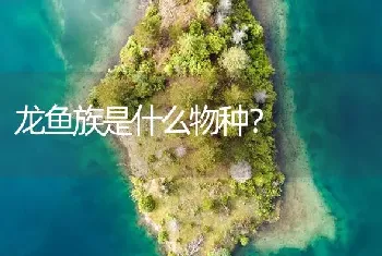 龙鱼族是什么物种？