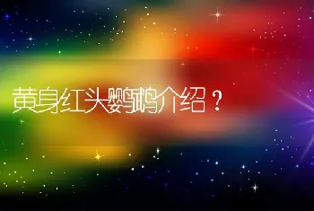 黄身红头鹦鹉介绍？