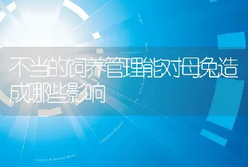 不当的饲养管理能对母兔造成哪些影响