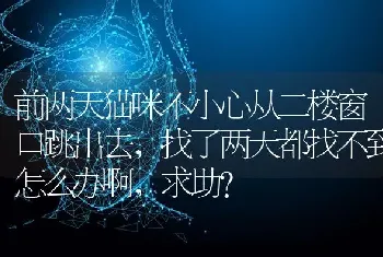 前两天猫咪不小心从二楼窗口跳出去，找了两天都找不到怎么办啊，求助？