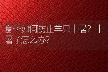 夏季如何防止羊只中暑？中暑了怎么办？