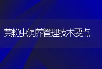 黄粉虫饲养管理技术要点