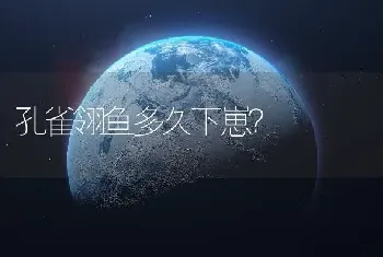 孔雀翎鱼多久下崽？