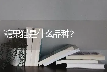 糖果猫是什么品种？