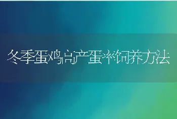 冬季蛋鸡高产蛋率饲养方法