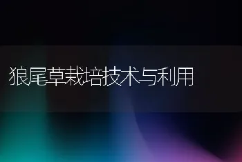 家兔育肥有技巧