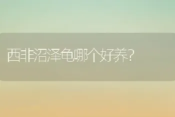 西非沼泽龟哪个好养？