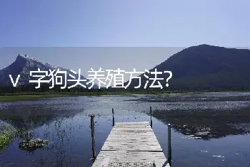 v字狗头养殖方法？