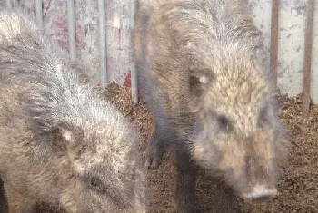 野猪常用补钙原料