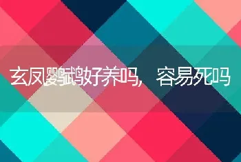 玄凤鹦鹉好养吗，容易死吗