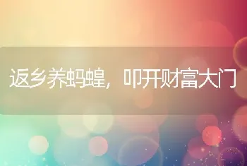 返乡养蚂蝗，叩开财富大门