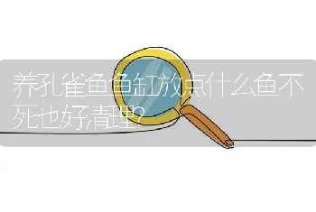 养孔雀鱼鱼缸放点什么鱼不死也好清理？