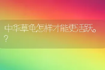 中华草龟怎样才能更活跃。？