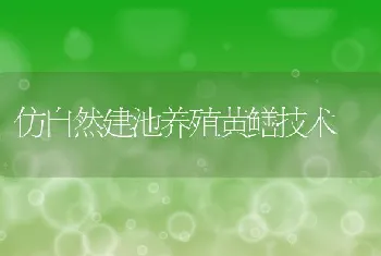 仿自然建池养殖黄鳝技术