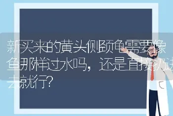 新买来的黄头侧颈龟需要像鱼那样过水吗，还是直接扔进去就行？